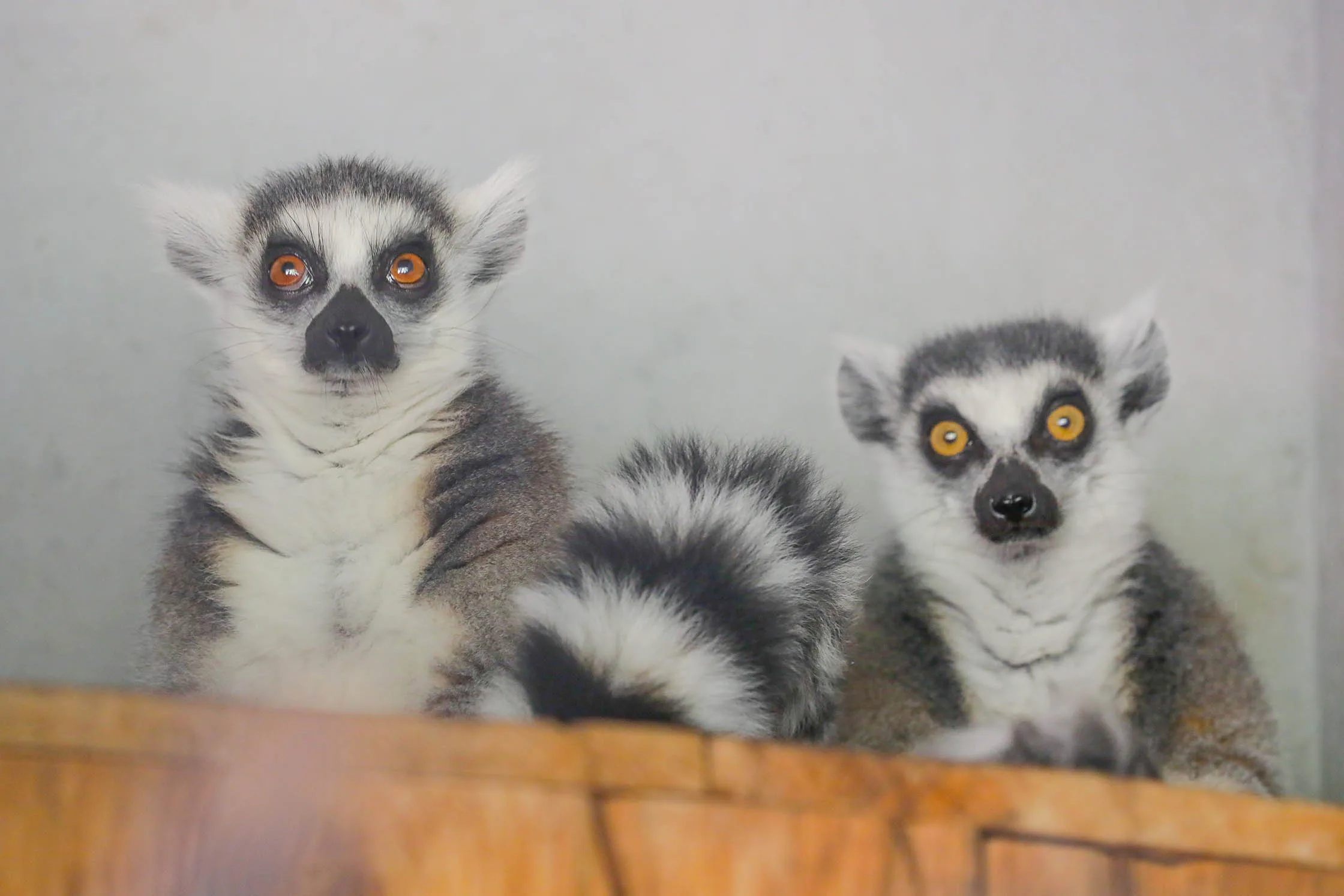 Zoológico de Brasília acolhe casal de lêmures-de-cauda-canelada - Agita  Brasília