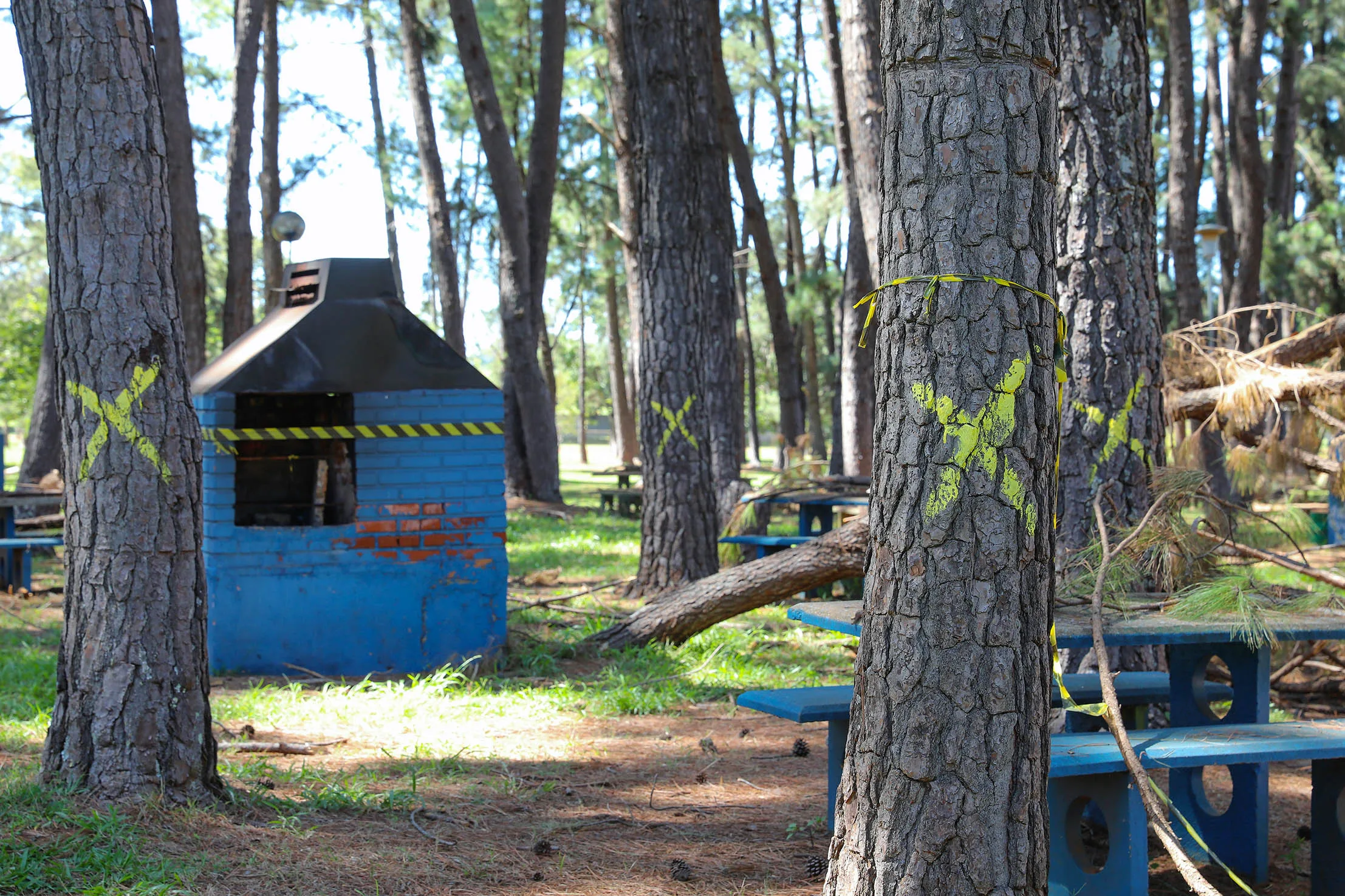 Grupo de trabalho planeja a retirada de pinheiros do Parque da Cidade -  Agita Brasília