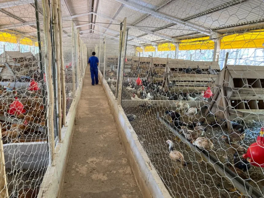 Medidas de proteção à entrada da influenza aviária no DF são prorrogadas -  Agita Brasília