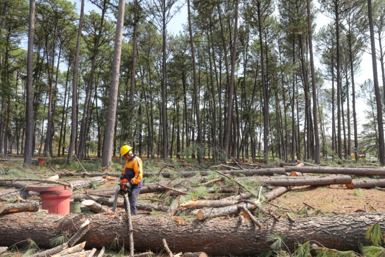 Mais de 1,3 mil pinheiros condenados já foram retirados do Parque da Cidade  - Agita Brasília