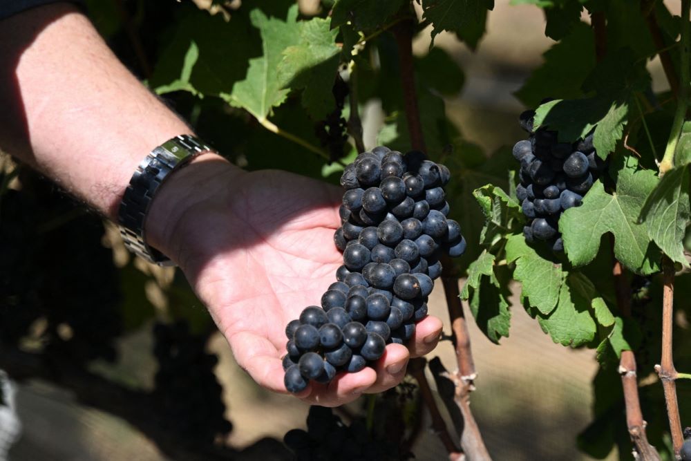 Produção vinho aumenta no Brasil e caiu 10% no mundo em 2023