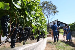 Turismo rural no DF com vinícola perto de Brasília