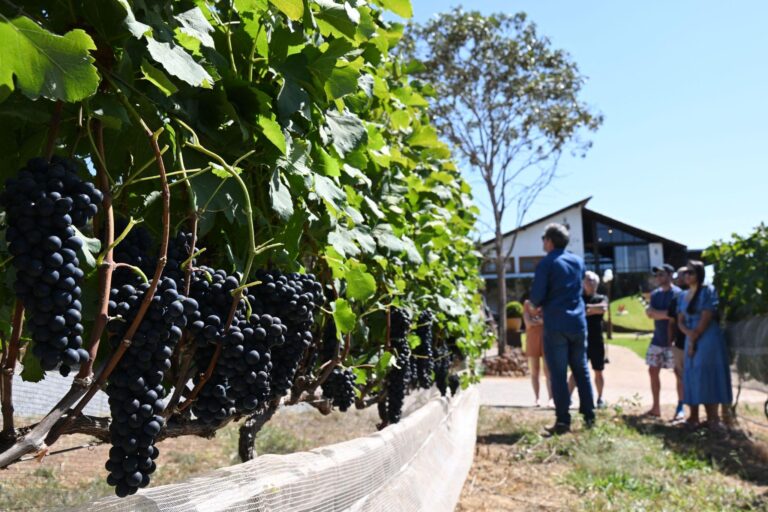 Turismo rural no DF com vinícola perto de Brasília